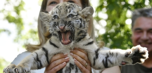 V hodonínské zoo se mláďata tygrům ussurijským narodila již podruhé (ilustrační foto).