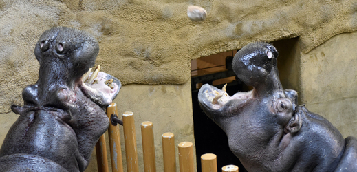 Návštěvníci budou moci poznat život v zoo po zavírací době.