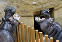 Návštěvníci budou moci poznat život v zoo po zavírací době.