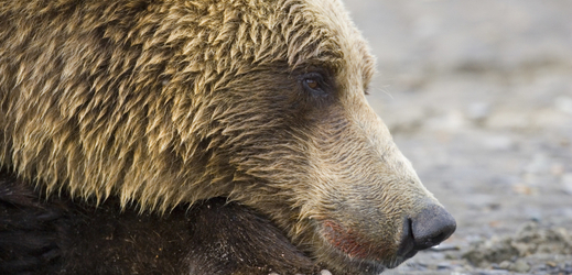 Medvěd grizzly již nebude patřit mezi ohrožené druhy.