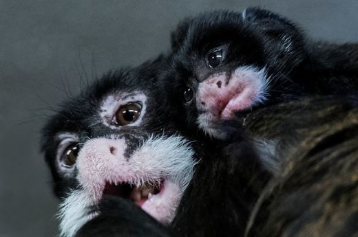 Tamaríni bělovousí patří mezi takzvané drápkaté opice.