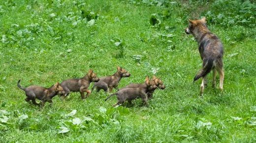 Štěňata je možné spatřit ve výběhu vlků eurasijských.