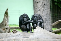 Šimpanzi (ilustrační foto).