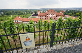 Pražská vinice svaté Kláry v Botanické zahradě.