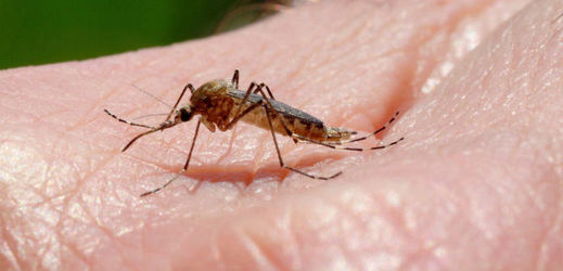 Komáři na ostrově šíří horečku dengue (ilustrační foto).