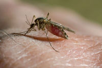 Srí Lanka se potýká s dosud nejhorší epidemií horečky dengue (ilustrační foto).