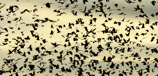 Národní park Kasanka v Zambii s mračny netopýrů.