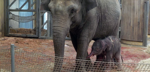 Slonice Vishesh porodila 8. července v ostravské zoologické zahradě mládě.