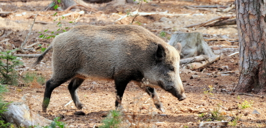 V obcích Kostelec u Zlína a Hvozdná byla nalezena další tři uhynulá divoká prasata (ilustrační foto).