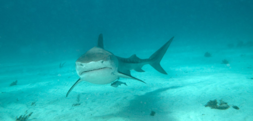 Žralok tygrovaný (ilustrační foto).