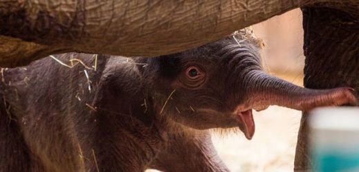Sloní sameček se v ostravské zoo narodil 8. července.