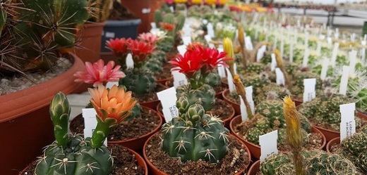 Výstava amerických kaktusů a sukulentů v Trojské botanické zahradě o víkendu končí.