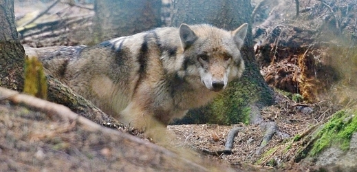 Vlci způsobili chovateli škody v hodnotě 100 tisíc korun.
