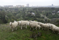 Stáda ovcí a koz spásají trávu v pražském Prokopském údolí.