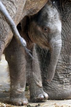 Odchov sloního mláděte probíhá bez komplikací.