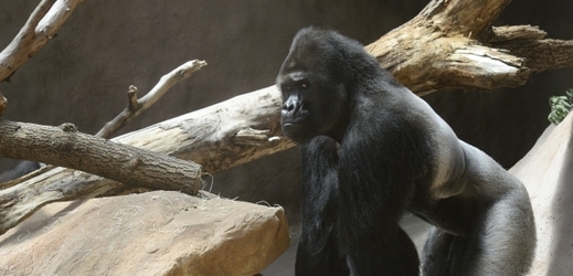 Gorilí samec Richard z pražské zoo.