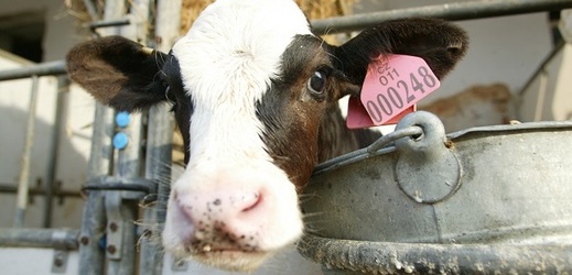 Výroba hovězího masa se nejvíce snížila v kategorii krav (ilustrační foto).