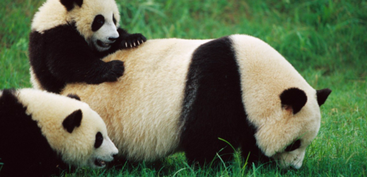 Panda porodila mláďata (ilustrační foto).