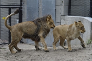 První společné setkání lvů konžských Lolka a Kivu.