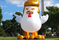 Nafukovací kuře nápadně připomíná Donalda Trumpa.