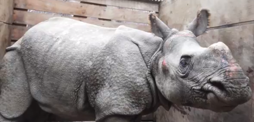 Zachráněný nosorožec.