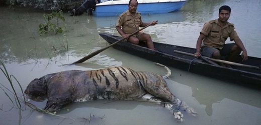 Utopený tygr v národním parku v indickém Asámu.