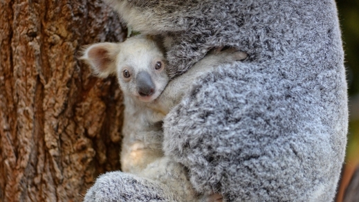 Samička se v australské zoo narodila počátkem letošního roku.