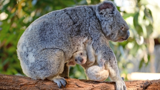 Mládě koaly, též nazývané "joey", prvních šest měsíců setrvává ve vaku.