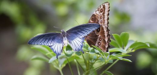 Motýlí dům nabízí až 600 exotických motýlů.