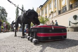 Ukázka práce se speciálně vycvičenými psy - fenka Blacky označuje kufr, ve kterém jsou krunýře želv.