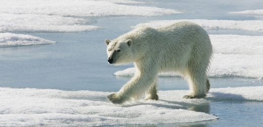 Snímek polárního medvěda na území norských Špicberků.