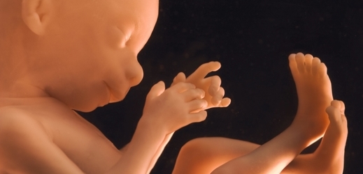 Obraz lidského embrya.