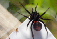 Obávaný pavouk zvaný černá vdova. 