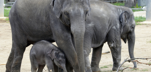 Sloni indičtí budou mít v plzeňské zoo nový pavilon (ilustrační foto).