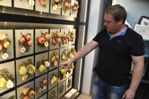 Expozice voskových modelů různých odrůd jablek, hrušek a švestek.