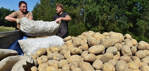Na Vysočině se naplno rozbíhá sklizeň brambor (ilustrační foto).