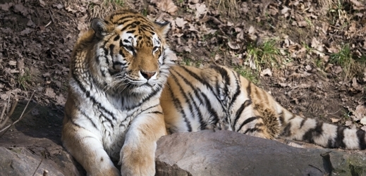 Tygr ussurijský.