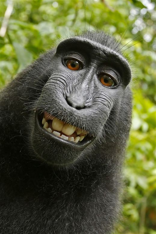 Známá fotografie pořízená indonéským makakem.