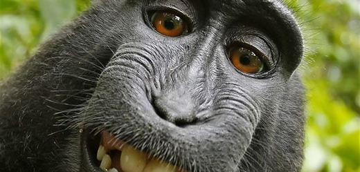 Známá fotografie pořízená indonéským makakem.