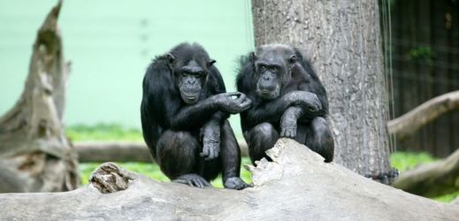 Nová venkovní expozice šimpanzů si vyžádá 40 milionů korun.