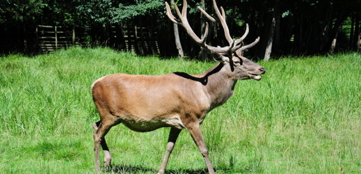Královéhradecké lesy vybudují oboru pro chov jelenů evropských.