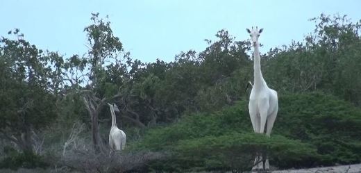 Vzácné bílé žirafy.
