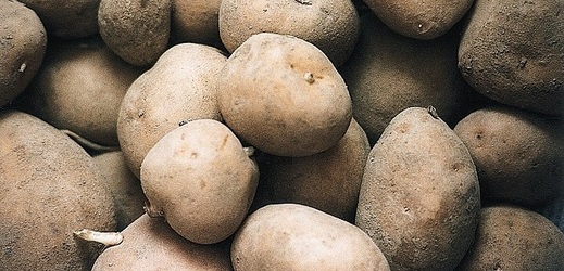 V Jihočeském kraji začíná sklizeň brambor.