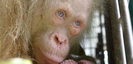 Zachráněný orangutan-albín.