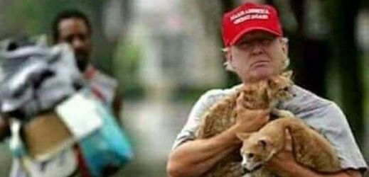 Fotomontáž zobrazující prezidenta Trumpa, jak zachraňuje kočky při povodních.