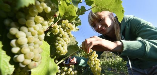 Odhadem letos vinaři udělají ze sklizených hroznů až 580 tisíc hektolitrů vína.