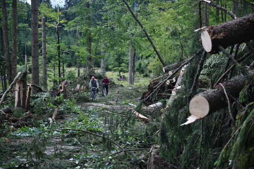 Důvodem zákazu je likvidace popadaných stromů, které poničila srpnová bouře.