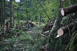 Důvodem zákazu je likvidace popadaných stromů, které poničila srpnová bouře.