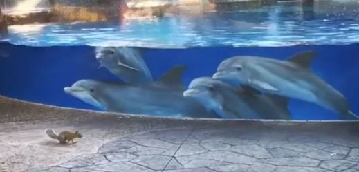 Delfíny v akváriu ohromily veverky hledající potravu.