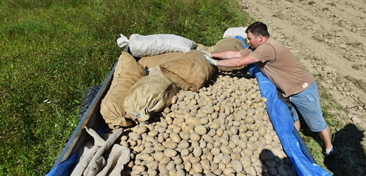 Letošní úroda brambor v ČR by měla převýšit 600 tisíc tun.